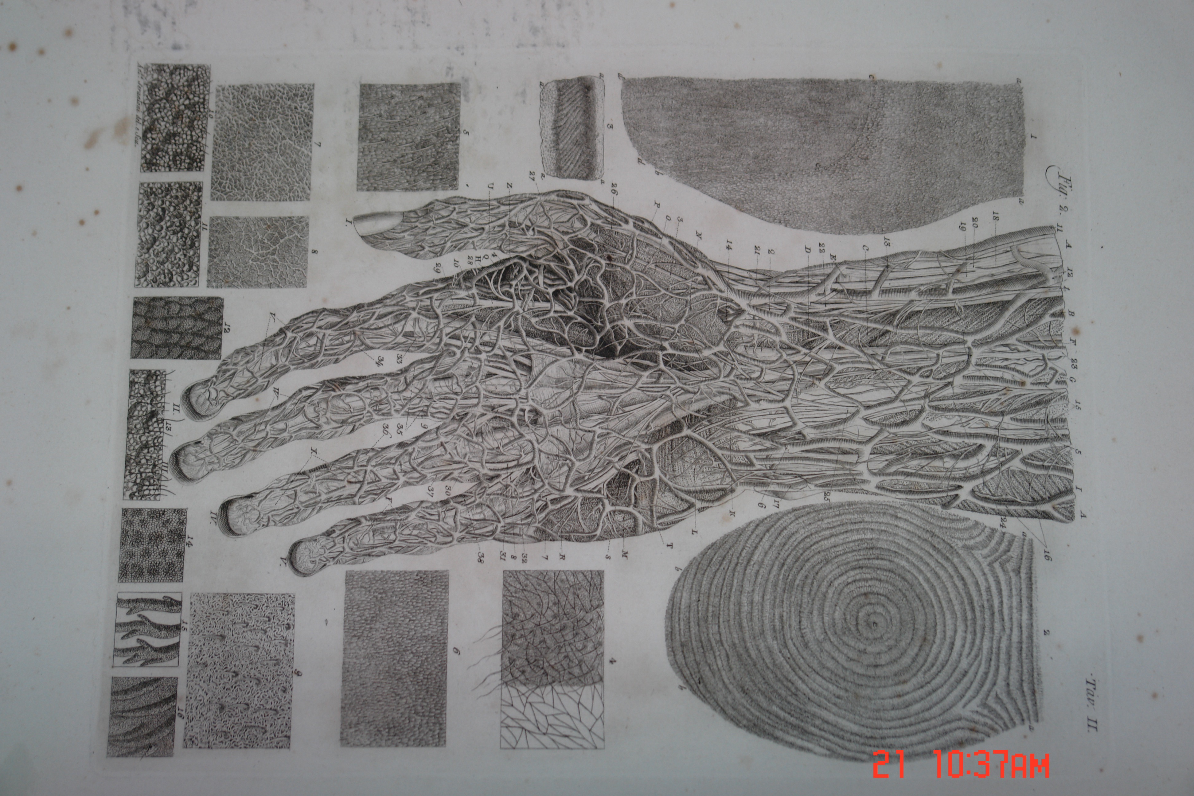 Libro antico — Collezione Farnesi