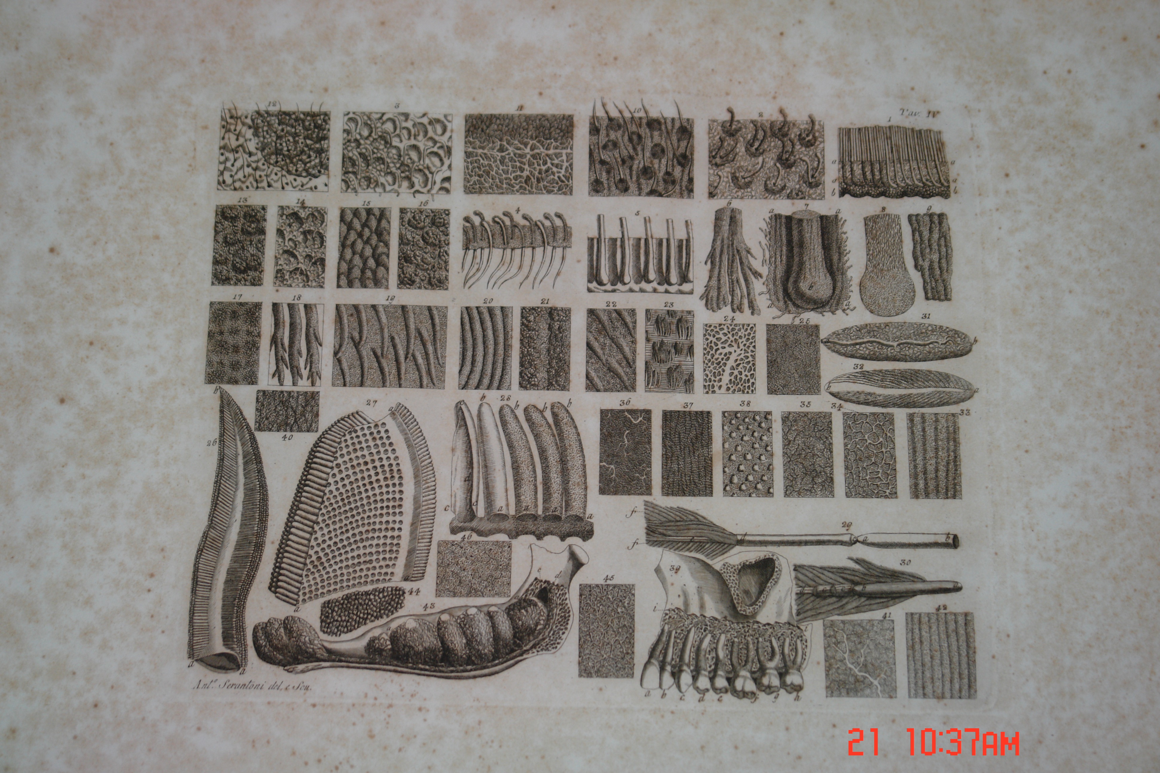 Libro antico — Collezione Farnesi