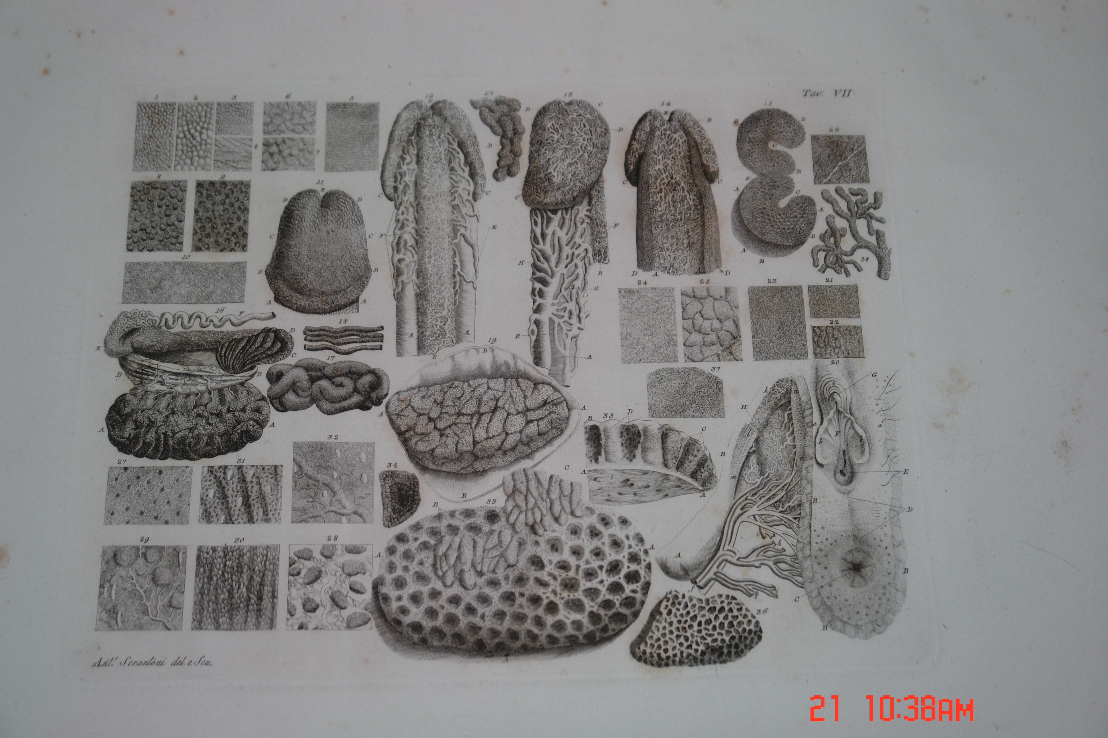 Libro antico — Collezione Farnesi